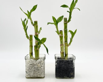 Lucky Bamboo Plant, SET OF 2, Dracaena Sanderiana, Indoor Houseplant in 8cm glass vase pot, gravel included, housewarming gift