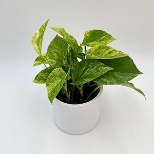 Pothos Marble Queen Hanging Plant - Devil's Ivy -  gift plants, easy care