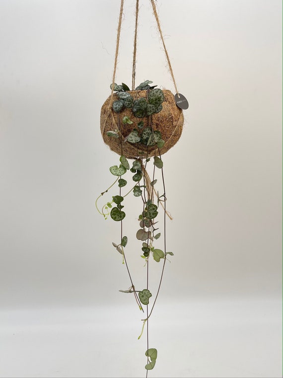 Cache Pot sur Pied 30 cm – Pots de Fleurs and Co