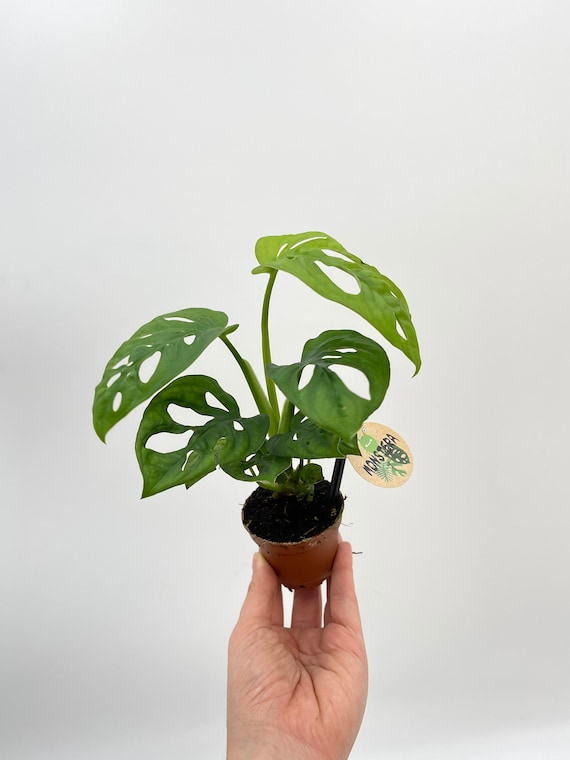 Monstera Monkey Mask Plant: Swiss Cheese Vine, Easy Care Plant, Beginner  Friendly - Etsy Israel