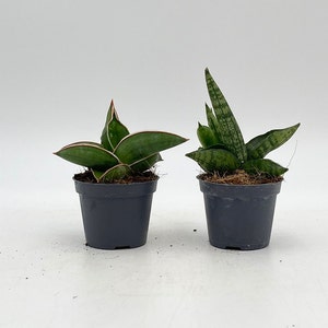 May include: Two small potted snake plants. The plant on the left has broad, green leaves with red and white edges. The plant on the right has tall, green leaves with a striped pattern. Both plants are in dark grey pots.