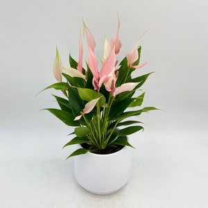 May include: A pink and white Anthurium plant in a white ceramic pot. The plant has several blooms and green leaves.
