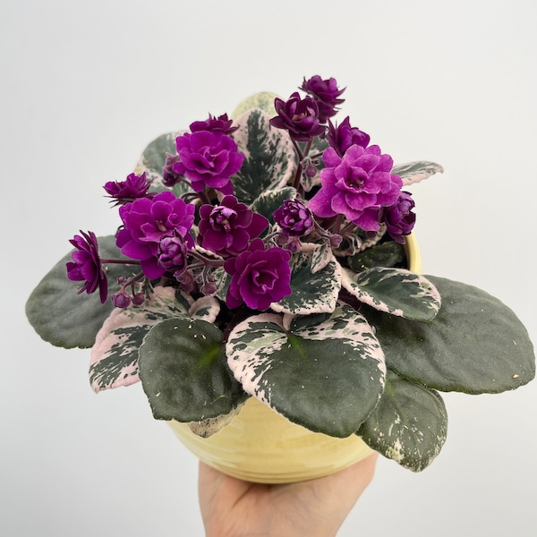 Rare Variegated African Violet Plant Saintpaulia Hovariagata in 12cm Pot, Saintpaulia African violet, Variegata Hovariagata