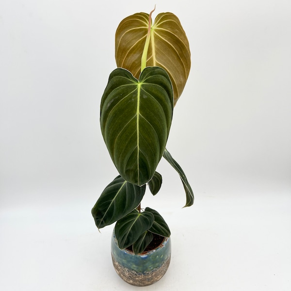 Philodendron Melanochrysum, Rare House Plant, 12cm pot, 6cm