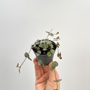 May include: A small potted plant with trailing vines and heart-shaped leaves. The leaves are green with white speckles. The plant is in a grey pot.
