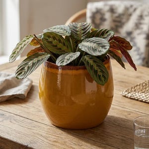 May include: A Maranta leuconeura prayer plant with oval, dark green leaves featuring light green veins and reddish-purple undersides, potted in a glossy, rounded mustard-yellow ceramic planter with a dark brown rim at the top edge.