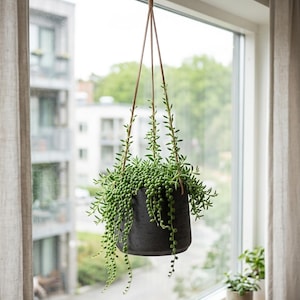 May include: A hanging black plant pot with a string of pearls plant. The pot is suspended by brown leather straps from a metal hook. The plant has small, round, green leaves that cascade downwards. The background shows a window with a view of buildings and trees.