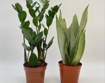 Houseplant Bundle, Sansevieria Moonshine, Zamioculcas, Zanzibar Gem, ZZ Plant,unkillable plant bundle,12 cm pot, A1 Quality plants in The UK