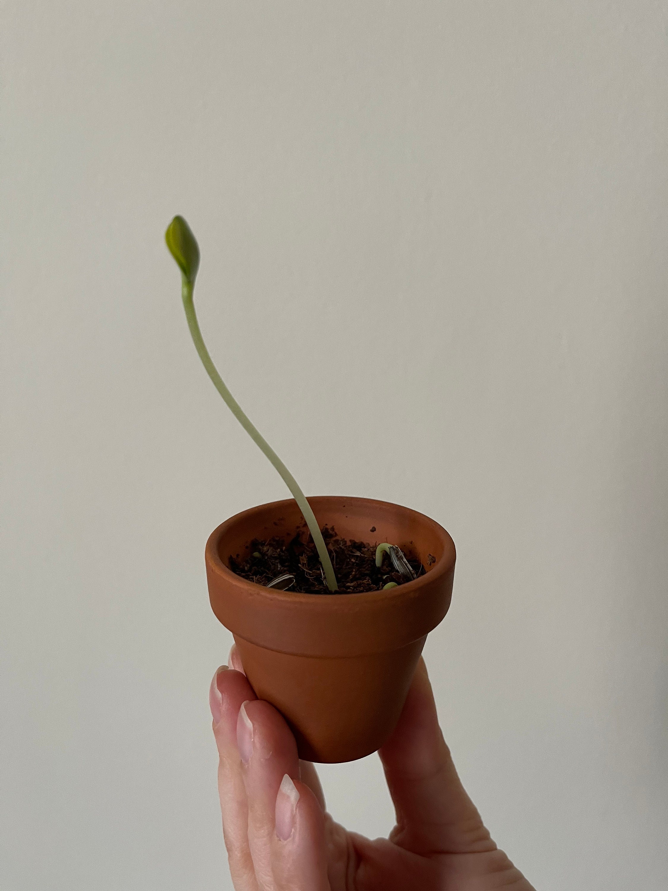 Stunning Sunflower Seed Growing Kit Grow Your Own Flower A Etsy UK