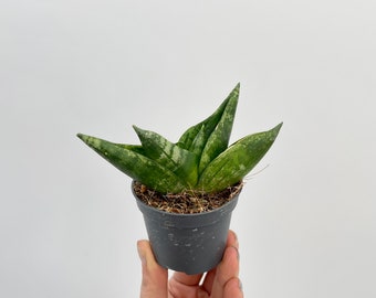snake plant types Sansevieria Star Hahnii 'Tiger' Potted Plant | Rare Snake Plant main image 0