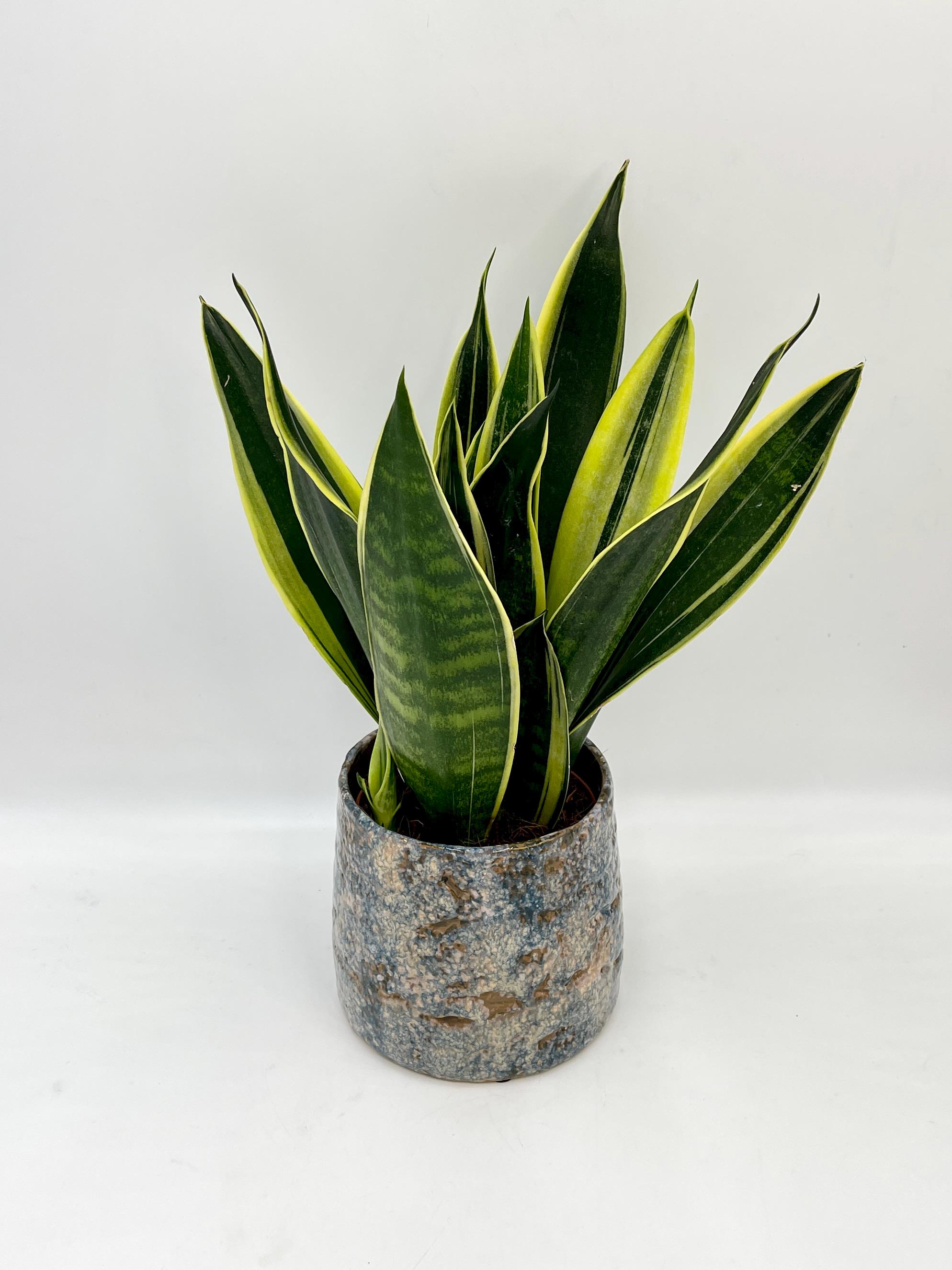 Sansevieria Trifasciata Canary  Snake Plant | Easy-care Houseplant - Etsy