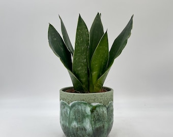 marbled pothos Epipremnum Marble Queen Pothos  Lichen or Knot Plant Company LLC