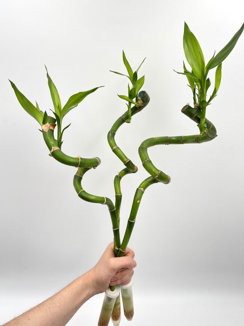 Dracaena Sanderiana Stems, 40 50 cm, Lucky Bamboo, Feng Shui Plant, easy care plant, water bamboo, house warming,Mother's day Gifts image 1