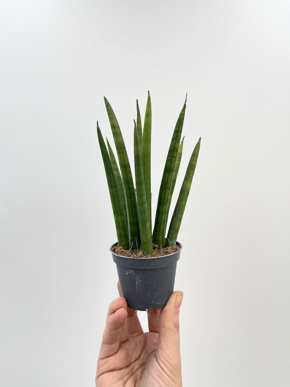 Sansevieria Cylindrica Rocket Fan, Snake Plant, Easy Care Potted Plant  (6cm) - Etsy Canada
