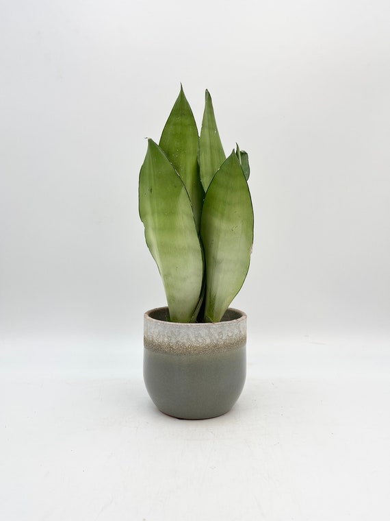 Sansevieria Moonshine: Mother-in-law's Tongue, Snake Plant (14cm Pot,  40-50cm Tall), Large - Etsy Israel