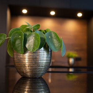 May include: A green leafy plant in a gold metal pot with a textured surface. The plant is sitting on a black surface.
