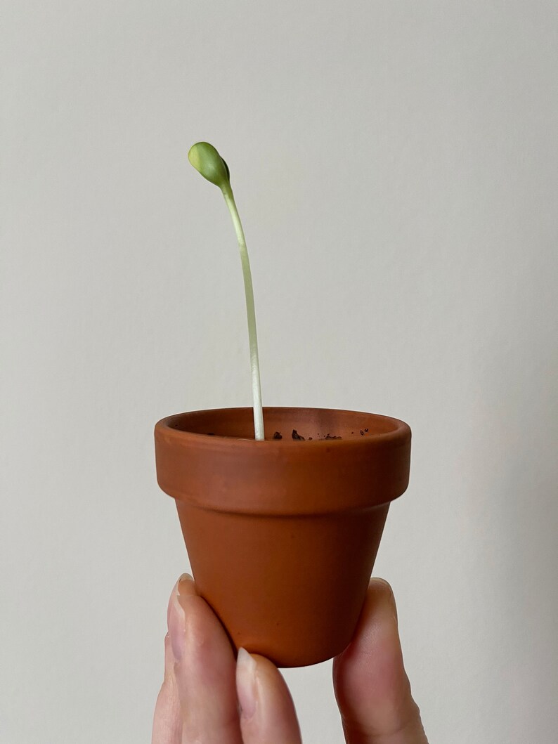 Stunning Sunflower Seed Growing Kit Grow Your Own Flower A Etsy UK