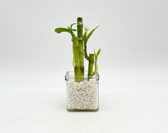 Lucky Bamboo Plant, Dracaena Sanderiana, Indoor Houseplant in 8cm glass vase pot, gravel included, housewarming gift