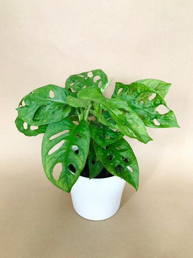 Monstera adansonii Monkey Mask Mini Swiss Cheese Plant 30 Etsy