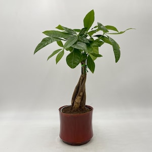 Pachira Aquatica Money Tree: Pet Friendly Feng Shui Plant, Plant gifts