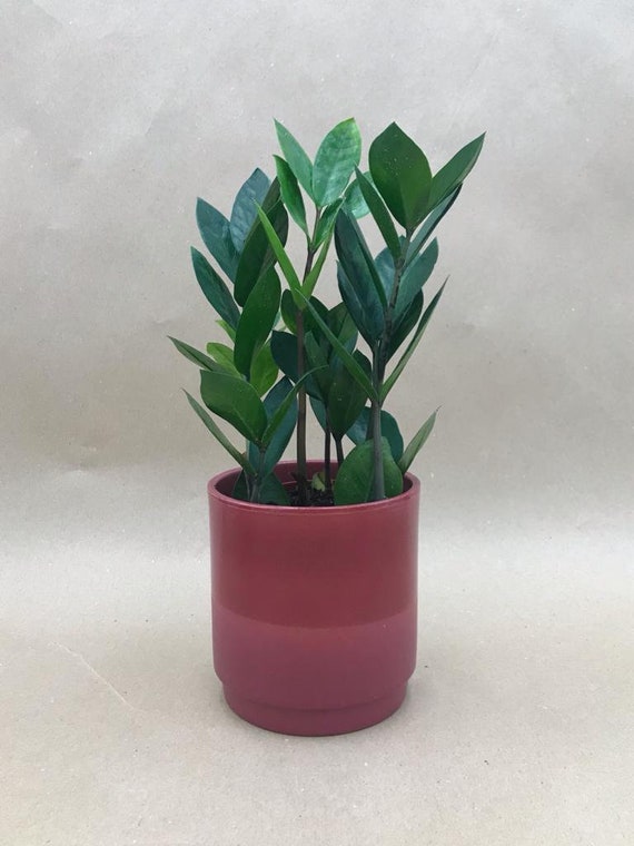 Buy ZZ Plant (zamioculcas Zamiifolia): Low-light Houseplant, 30-35cm,  Hardy, Easy Care Plant, House Warming Gifts Online in India - Etsy