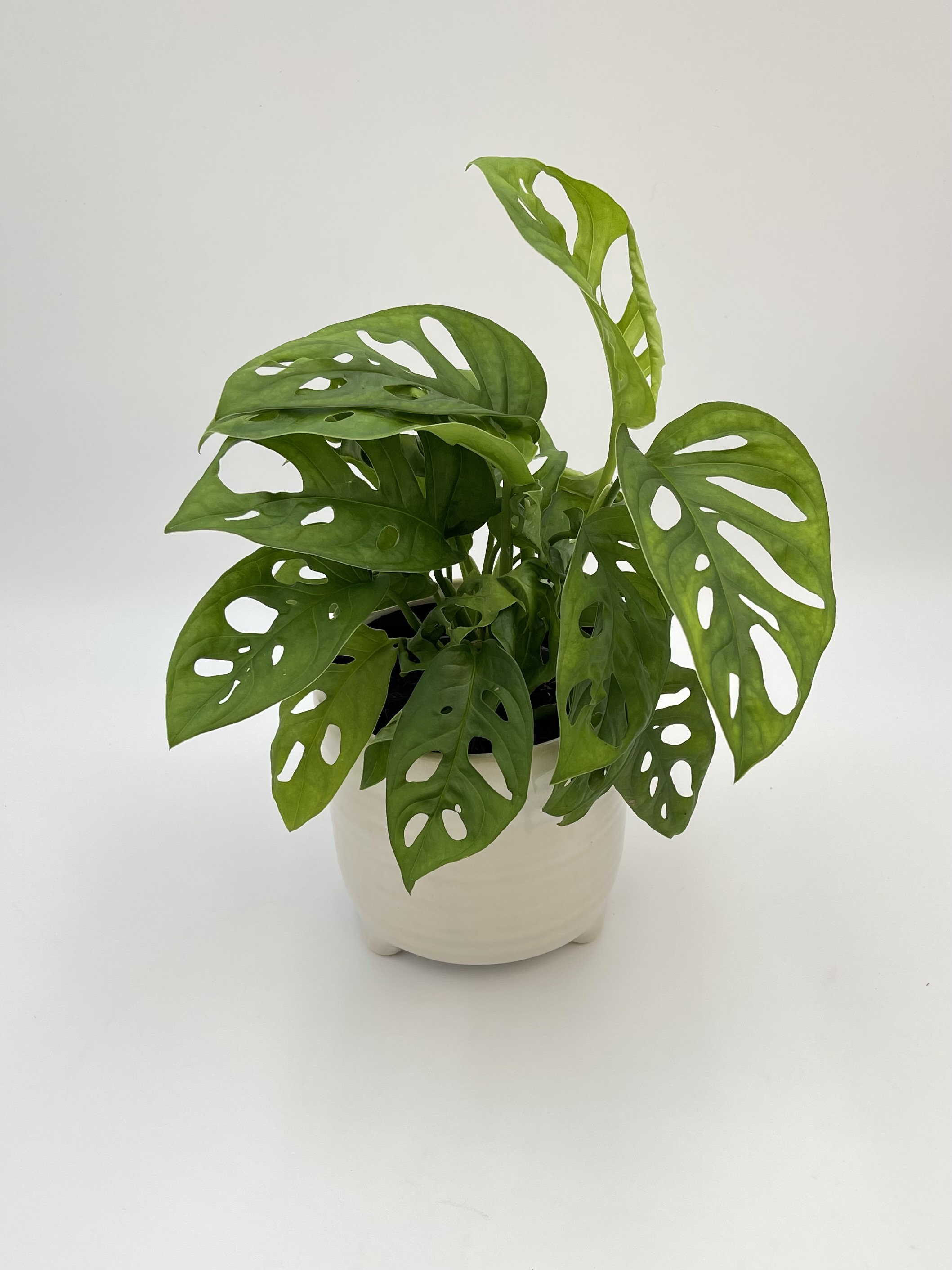 Monstera Adansonii Monkey Mask Swiss Cheese 30 - Etsy Finland