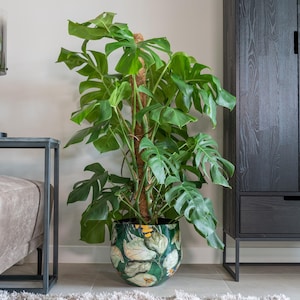 May include: A large potted Monstera plant with bright green leaves. The plant is in a decorative pot with a floral pattern. A black lamp and side table are to the left, and a dark cabinet is to the right.