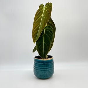 Philodendron Melanochrysum, Rare House Plant, 12cm pot