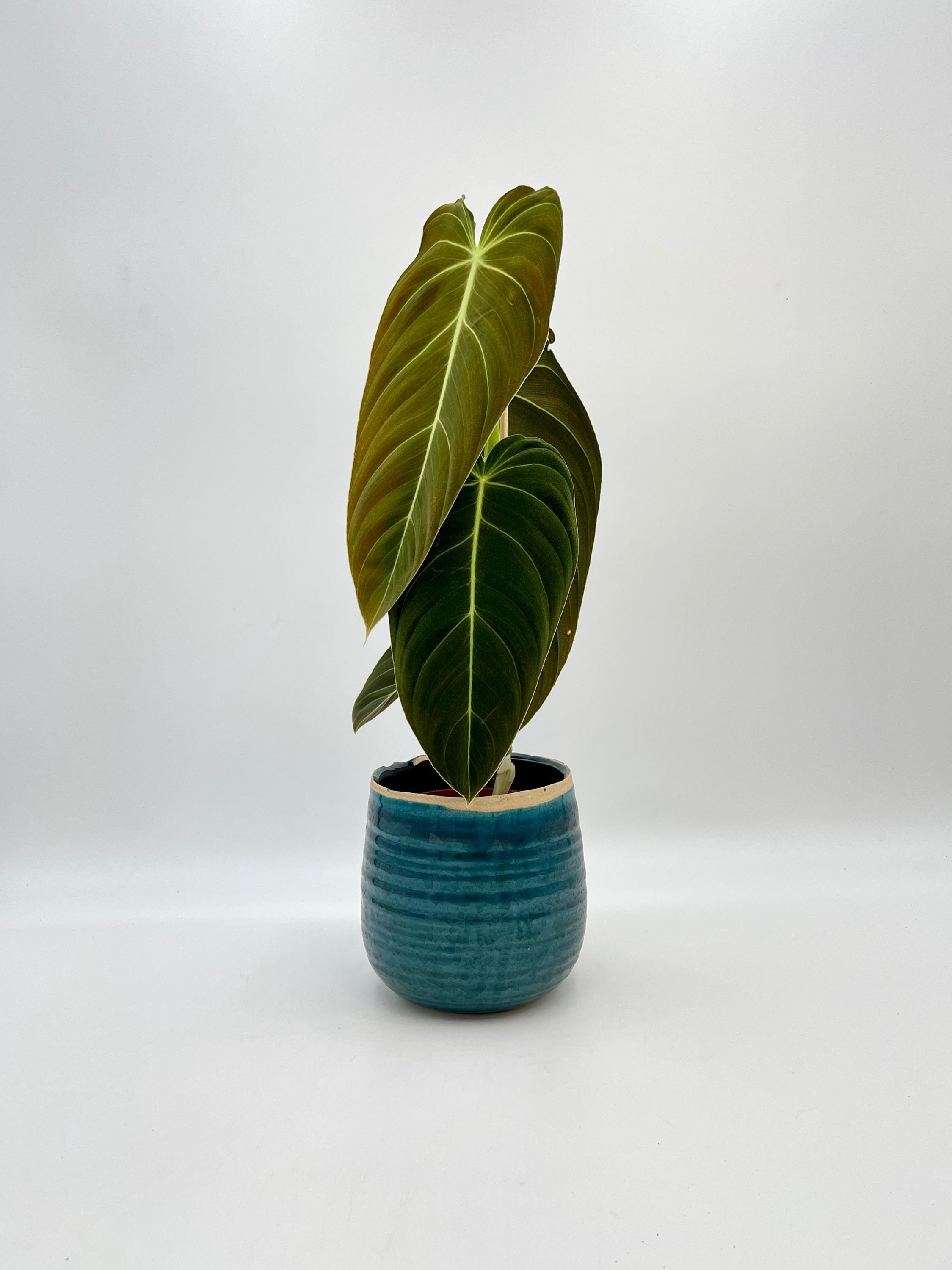 peace lily fake Artificial Peace Lily Plant