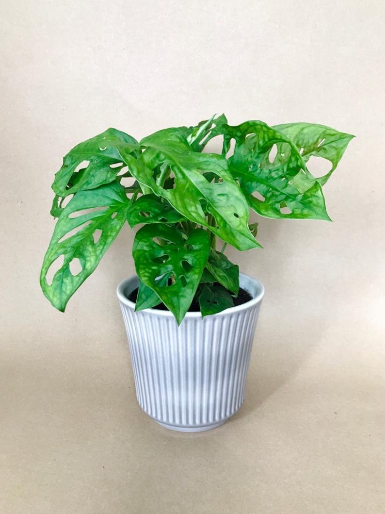 Monstera adansonii Monkey Mask Mini Swiss Cheese Plant 30