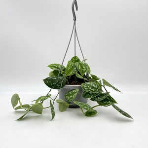Scindapsus Pictus Argyraeus | Satin Pothos | Easy Care Indoor Plant | Silver Leaf Pothos | Low Light Houseplant