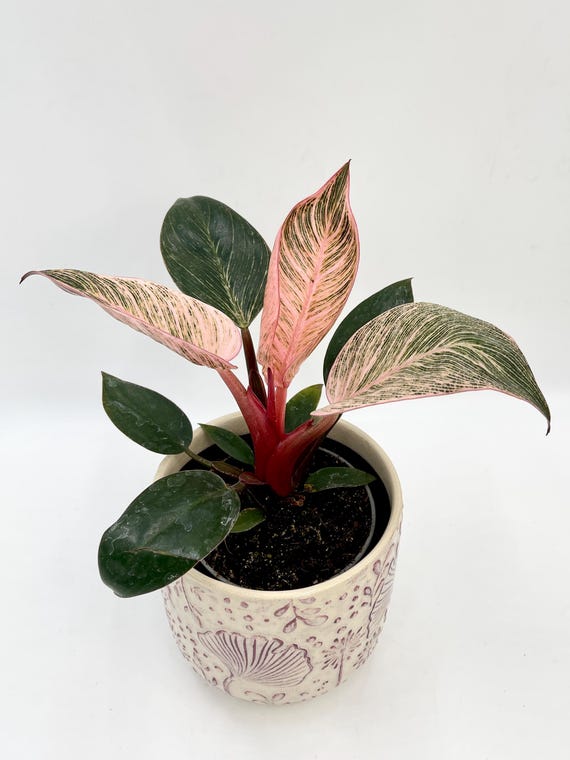plants are purple hyaluron Mini Travel Pack