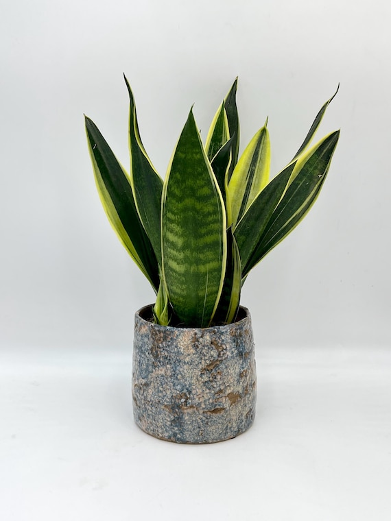 Sansevieria Trifasciata Canary  Snake Plant | Easy-care Houseplant - Etsy