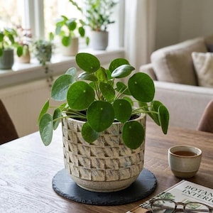 Cement Plant Pots, White Earth, beige patterned pots, d19cm