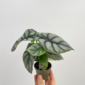 Alocasia Silver Dragon, Baby Plant 6 cm pot, 11cm, rare plant, christmas gift, house warming gift