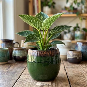May include: A Philodendron Birkin plant with dark green leaves and white pinstripes, potted in a round, glazed ceramic planter. The planter features a deep green base with a textured, metallic-toned rim. A small tag reads Etsy Handcrafted.