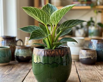 May include: A Philodendron Birkin plant with dark green leaves and white pinstripes, potted in a round, glazed ceramic planter. The planter features a deep green base with a textured, metallic-toned rim. A small tag reads Etsy Handcrafted.