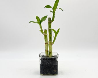 Lucky Bamboo Plant, Dracaena Sanderiana, Indoor Houseplant in 8cm glass vase pot, gravel included, housewarming gift