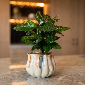 May include: A coffee plant in a decorative ceramic pot. The pot has a cream-coloured base and vertical ridges, with a colourful glaze featuring blue, orange, and gold accents. The plant has vibrant green leaves and sits on a marble countertop.