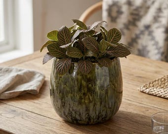May include: A Fittonia plant with dark green leaves and prominent pink veins potted in a round, glossy, olive-green ceramic planter with a mottled, drip-glaze finish. The plant features dense, oval-shaped foliage arranged in a compact cluster.