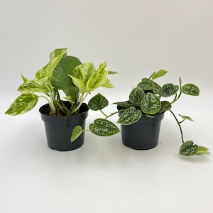 May include: Two potted plants with green and white variegated leaves. The plants are in black plastic pots.