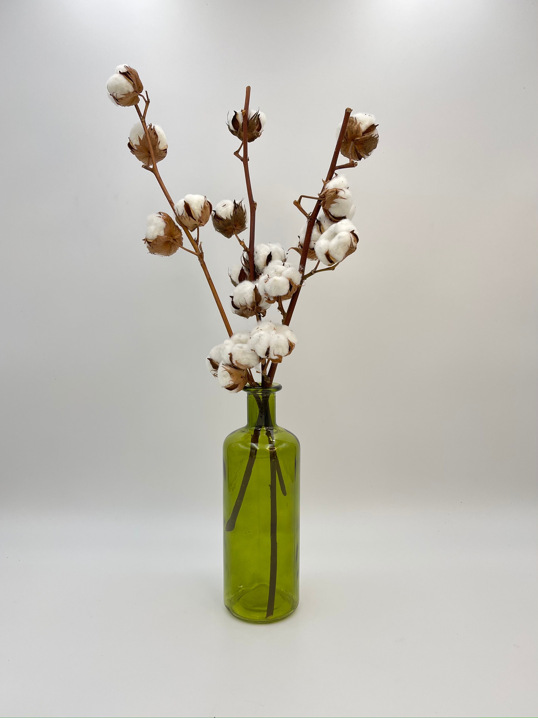 Natural Dried Cotton Branches Dried Cotton Stems 4550 Cm Etsy UK