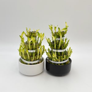 Lucky Bamboo in Ceramic Vase: Feng Shui Home Decor, large size bamboo gift