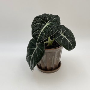 Alocasia Black Velvet, Rare Plant, 6cm, 10cm Pot, House Plant in the UK