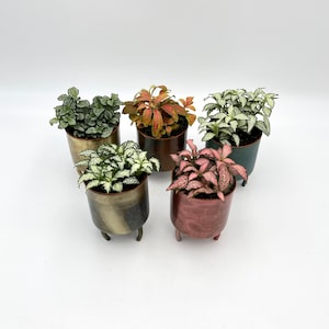 May include: Five small potted plants with different coloured leaves in decorative pots with legs. The plants are in a variety of colours, including green, white, red, and pink.