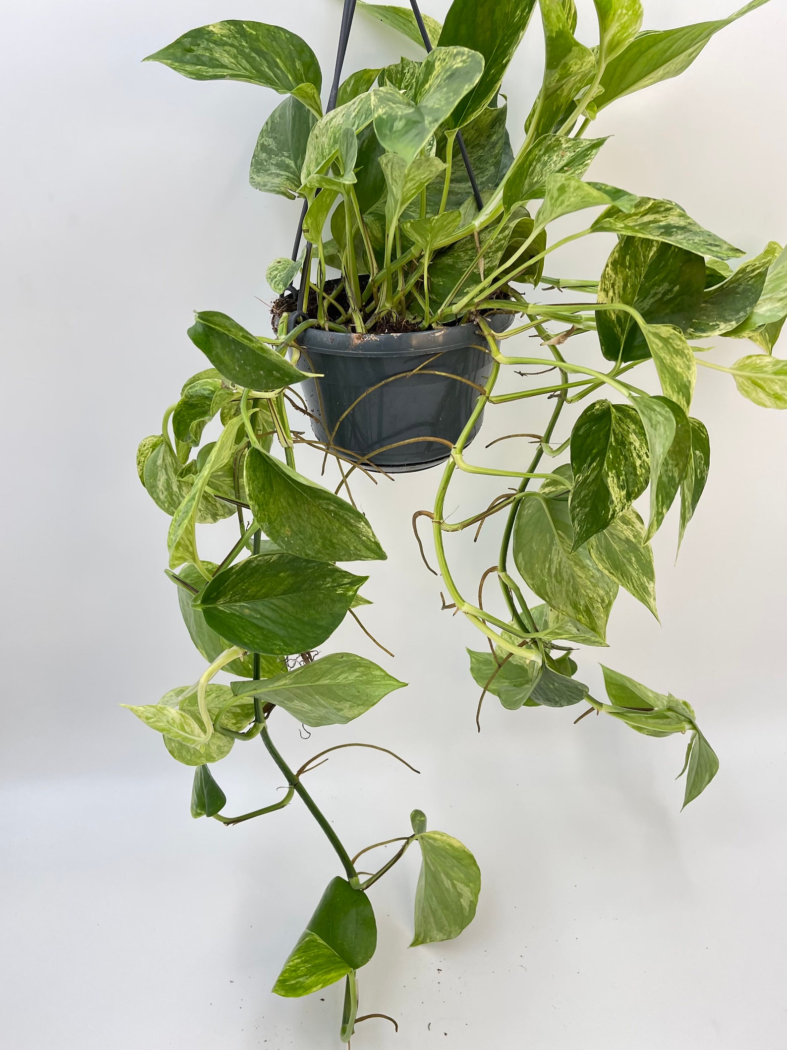 Marble Queen Devil's Ivy