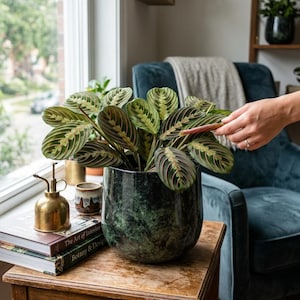 May include: A Maranta leuconeura prayer plant with oval green leaves featuring dark green spots and prominent red veins, potted in a dark green marble-patterned ceramic planter. The plant sits on a wooden table next to a brass mister and books.