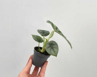 Alocasia Silver Dragon: Rare Tropical Plant (6cm Pot) - Etsy Israel