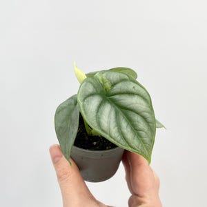 Alocasia Silver Dragon, Baby Plant 6 cm pot, 12cm, rare plant, christmas gift, house warming gift