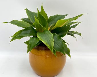 Mandarin Spider Plant, Green Orange Fire Flash, Housewarming Gift